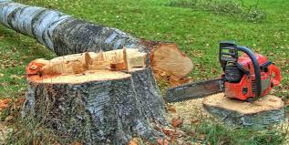 How Our Tree Care Process Works  in  Decatur, IL