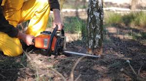 Best Tree Preservation Services  in Decatur, IL