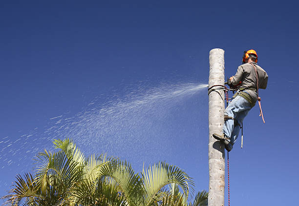 Professional Tree Care in Decatur, IL