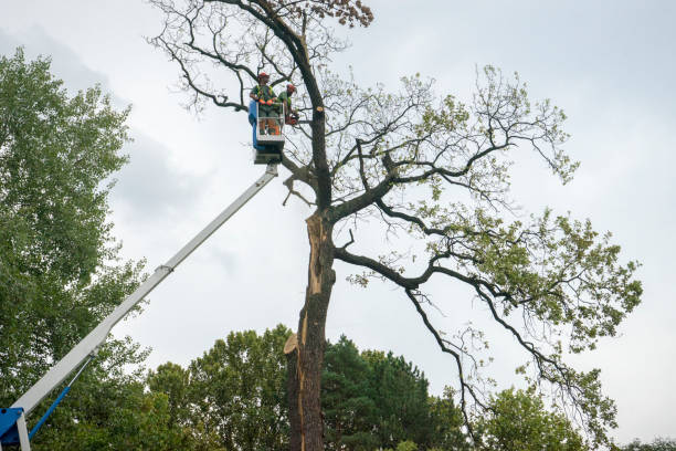 Mulching Services in Decatur, IL
