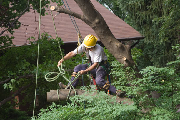 Lawn Watering Services in Decatur, IL